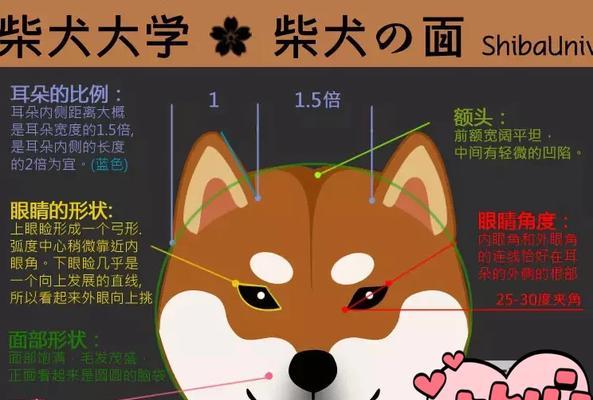 日本柴犬寄养费用是多少？如何选择合适的寄养服务？