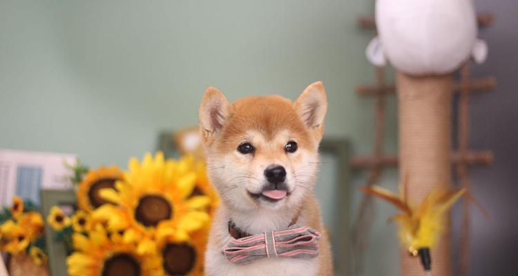 日本柴犬寄养费用是多少？如何选择合适的寄养服务？