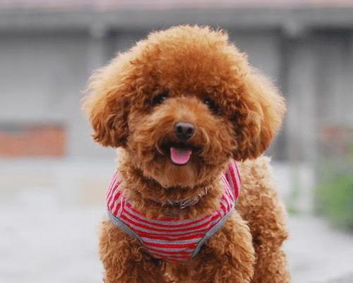 泰迪犬5斤重穿的衣服多少钱？是否属于正常体重？