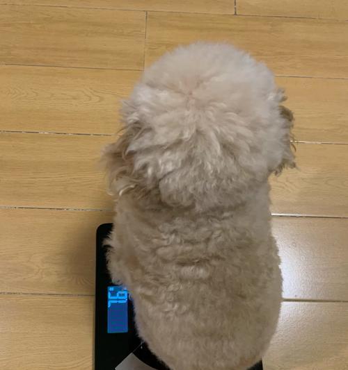 泰迪犬5斤重穿的衣服多少钱？是否属于正常体重？