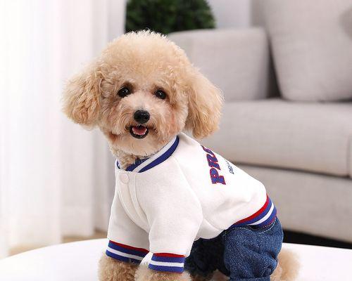 泰迪犬5斤重穿的衣服多少钱？是否属于正常体重？