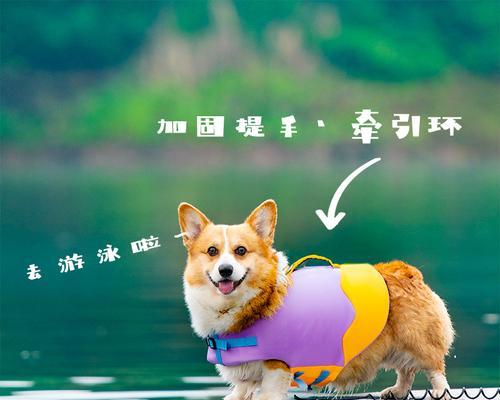 泰迪湖里游泳的费用是多少？游泳时需要注意什么？