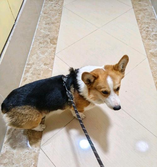 杭州自养柴犬补贴政策是什么？补贴金额多少？
