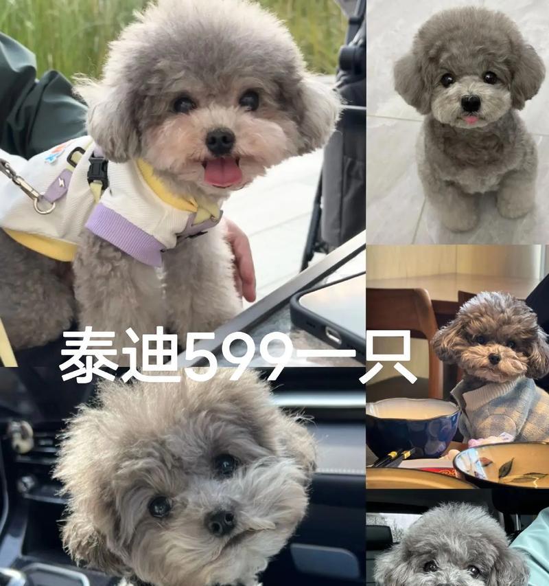 泰迪红鼻子幼犬好养吗？价格大概是多少？