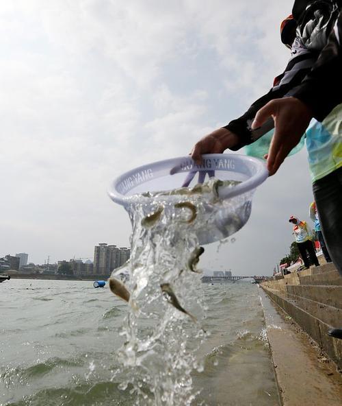 钓鱼池放鱼苗的最佳时间是什么时候？有哪些注意事项？