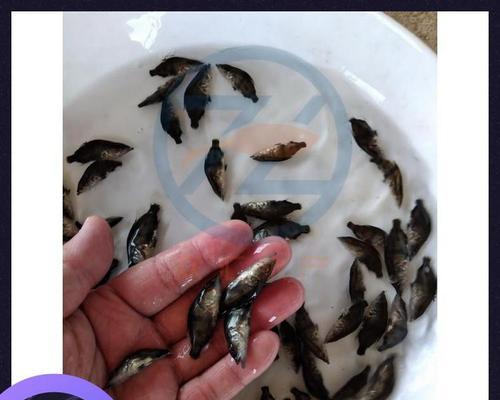 鱼缸鳜鱼鱼苗的正确喂食方法是什么？