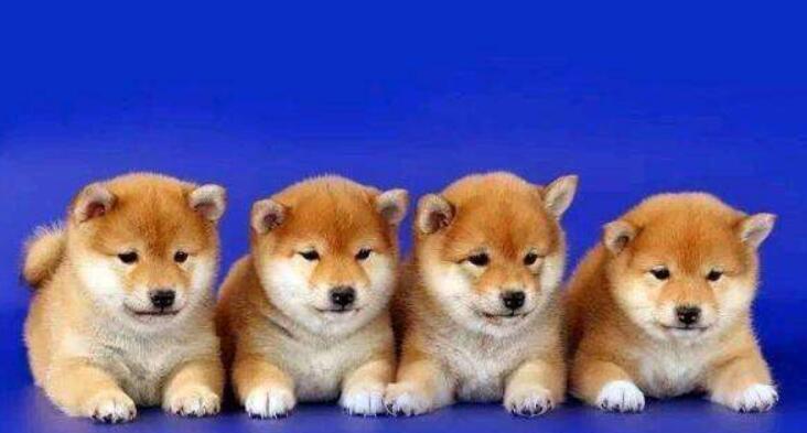 柴犬幼犬的正常重量是多少？如何判断柴犬幼犬是否健康？