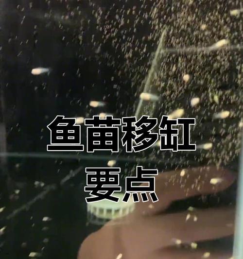 孔雀鱼苗闭不上嘴是什么问题？如何解决？