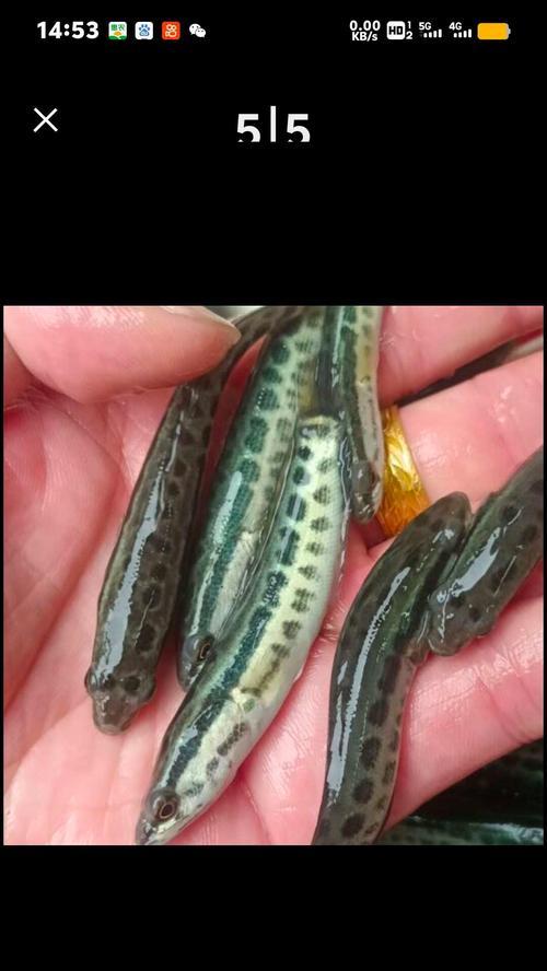 小黑鱼苗的正确食物是什么？如何喂养小黑鱼苗？