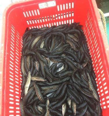 小黑鱼苗的正确食物是什么？如何喂养小黑鱼苗？