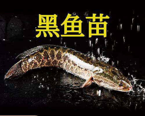 小黑鱼苗的正确食物是什么？如何喂养小黑鱼苗？