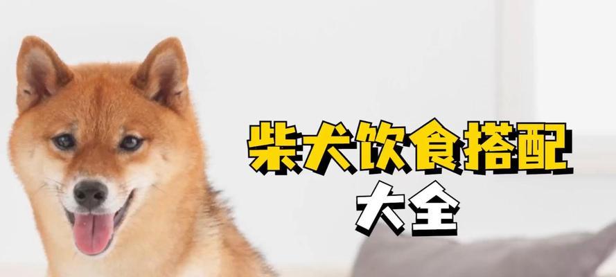 柴犬母成年后多少斤算正常？如何科学喂养柴犬？
