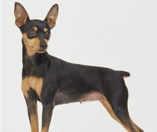 哪些小型犬品种适合家养？它们的特点是什么？