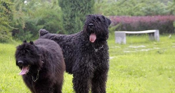 有哪些大型犬品种属于狗狗中的六种？它们的特征是什么？