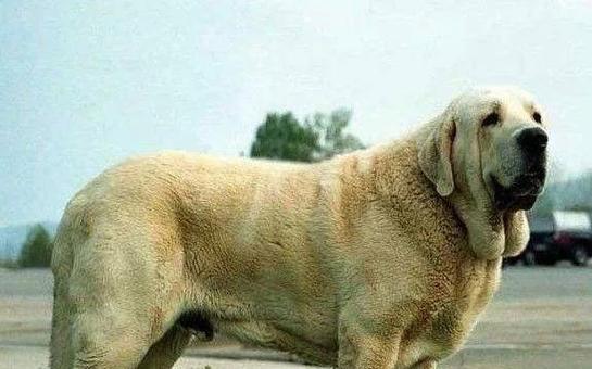 有哪些大型犬品种属于狗狗中的六种？它们的特征是什么？