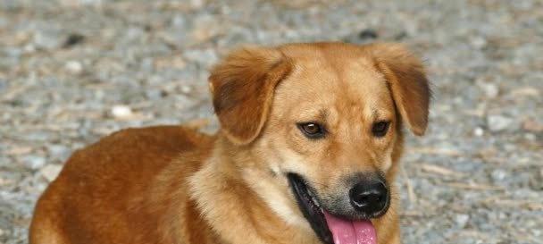 大型犬棕色品种有哪些？它们的特点是什么？