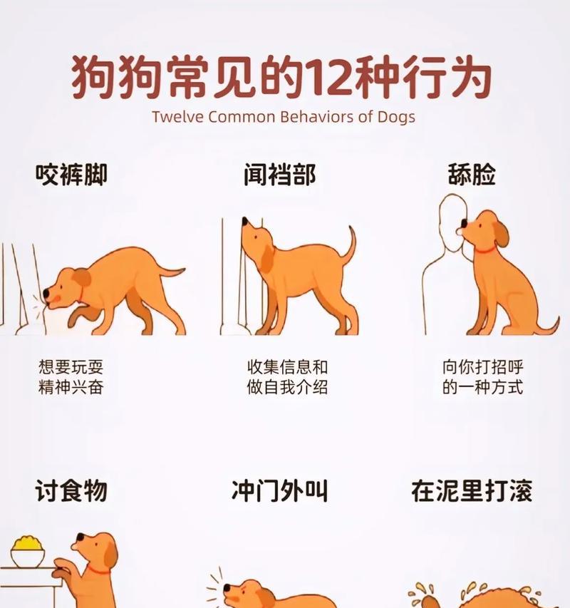 大型犬哪些行为会让人感到害怕？如何正确处理这些行为？