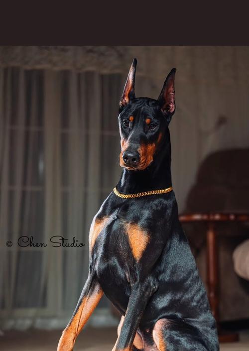 大型犬哪些行为会让人感到害怕？如何正确处理这些行为？