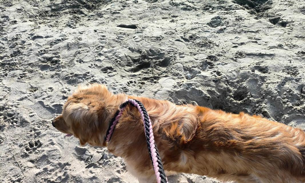 大型犬哪些行为会让人感到害怕？如何正确处理这些行为？