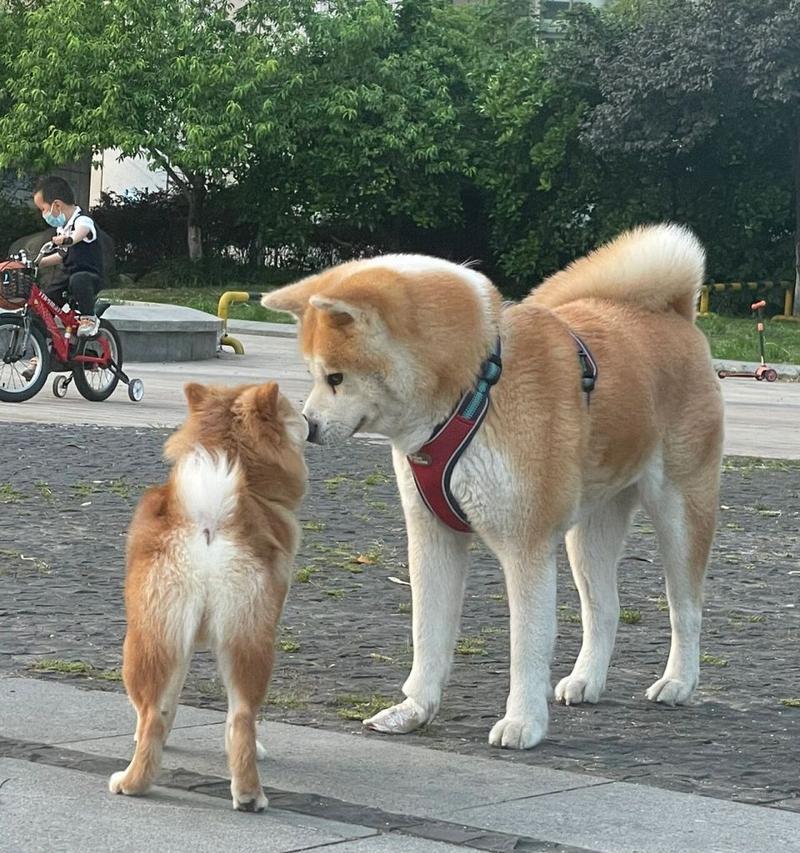 柴犬不同年龄的身高体重差异是多少？