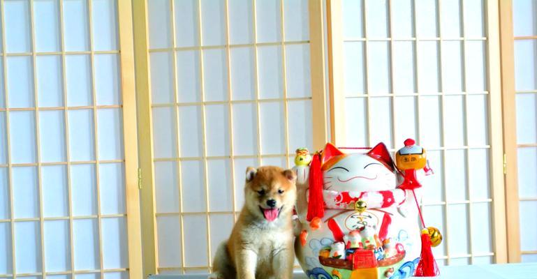 柴犬不同年龄的身高体重差异是多少？