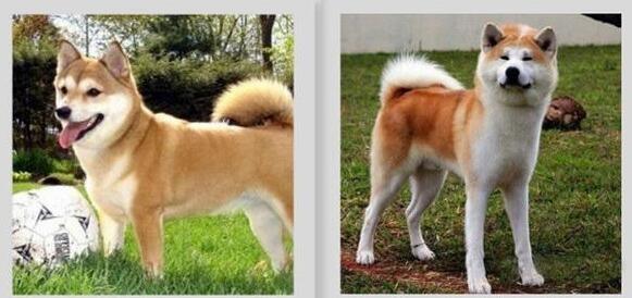 柴犬不同年龄的身高体重差异是多少？