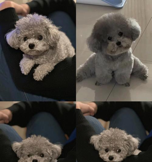 泰迪犬接种疫苗的最佳地点和费用是多少？