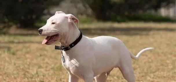 哪些是小型猛兽犬品种？这些犬种的特性及其训练方法是什么？