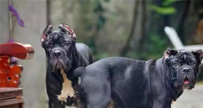 哪些是小型猛兽犬品种？这些犬种的特性及其训练方法是什么？