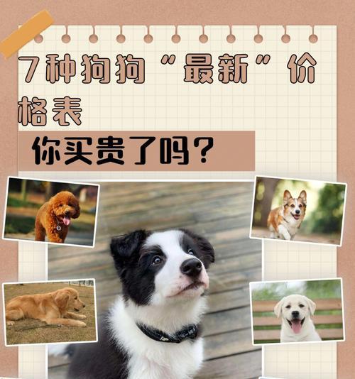泰迪狗多少天下崽？泰迪狗一顿吃多少合适？