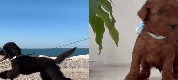 莱西泰迪多少钱一只？莱西地区泰迪犬的售价是多少？