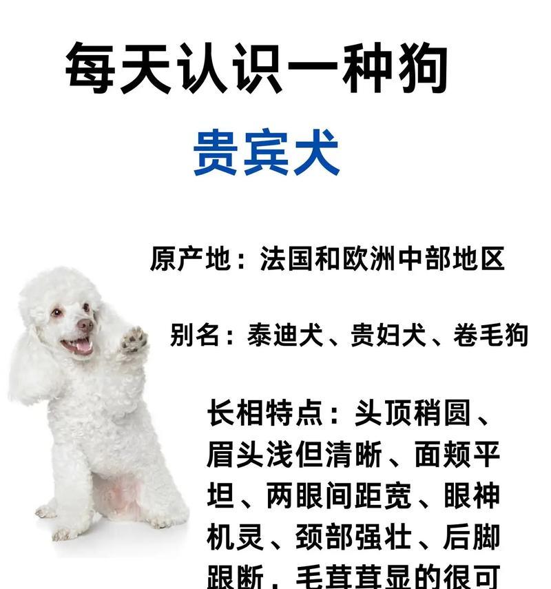 莱西泰迪多少钱一只？莱西地区泰迪犬的售价是多少？