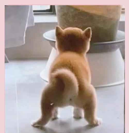 七斤柴犬每日的食量标准是什么？