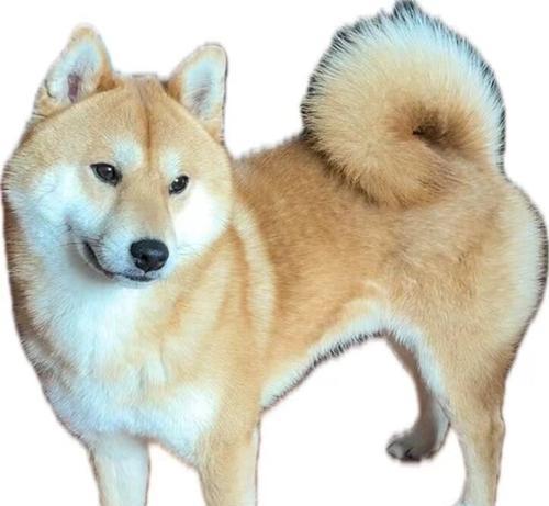 七斤柴犬每日的食量标准是什么？