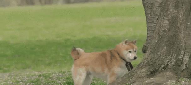 小型犬中的四大恶霸分别叫什么？