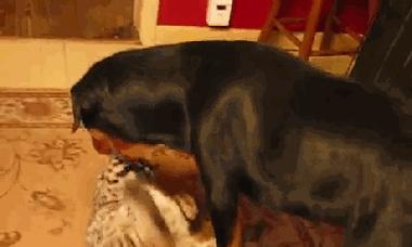 小型犬中的四大恶霸分别叫什么？
