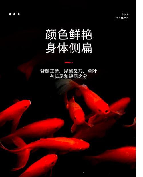 金鱼苗放入水中死亡的原因是什么？如何预防金鱼苗死亡？