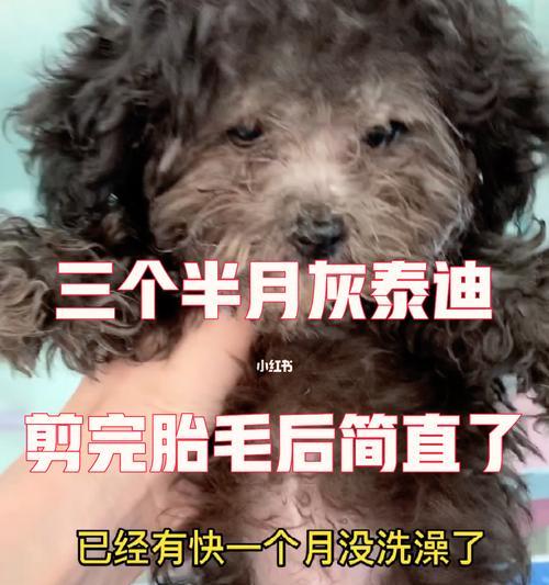 四个月泰迪美容造型的费用是多少？