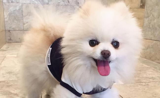 哪些小型犬品种既胖又容易养？选择这些犬种的建议是什么？