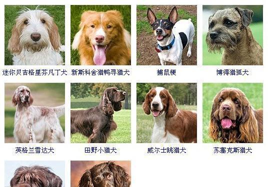 哪些小型犬品种既胖又容易养？选择这些犬种的建议是什么？