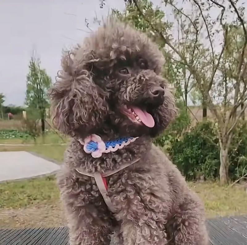 咖啡色泰迪犬的市场价格是多少？购买时应注意什么？