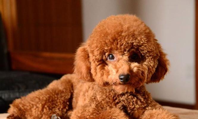 咖啡色泰迪犬的市场价格是多少？购买时应注意什么？