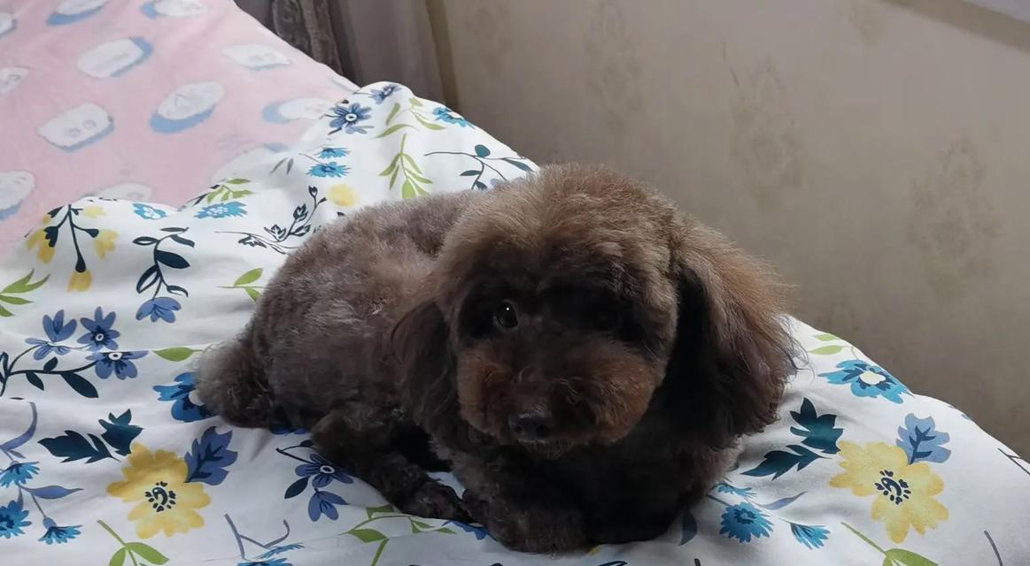 咖啡色泰迪犬的市场价格是多少？购买时应注意什么？