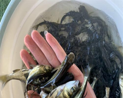 鱼苗出售需要满足哪些环境标准？