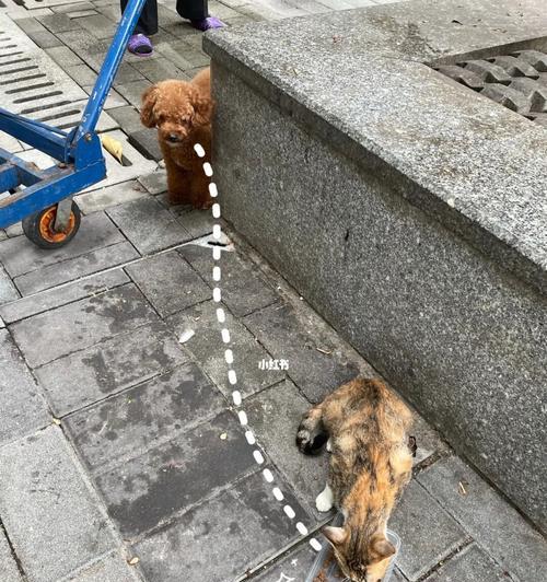 狗狗偷吃猫粮怎么办？如何防止这种情况发生？