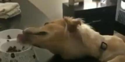 狗狗偷吃猫粮怎么办？如何防止这种情况发生？