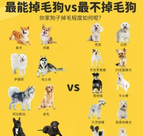 豆柴犬的正常体重是多少斤？超过多少需要担心？