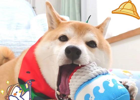 豆柴犬的正常体重是多少斤？超过多少需要担心？