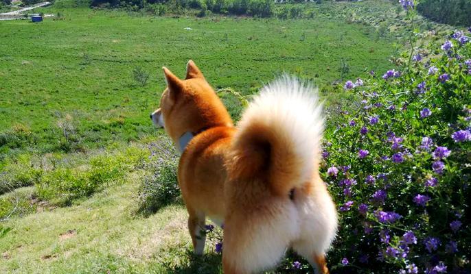 豆柴犬的正常体重是多少斤？超过多少需要担心？