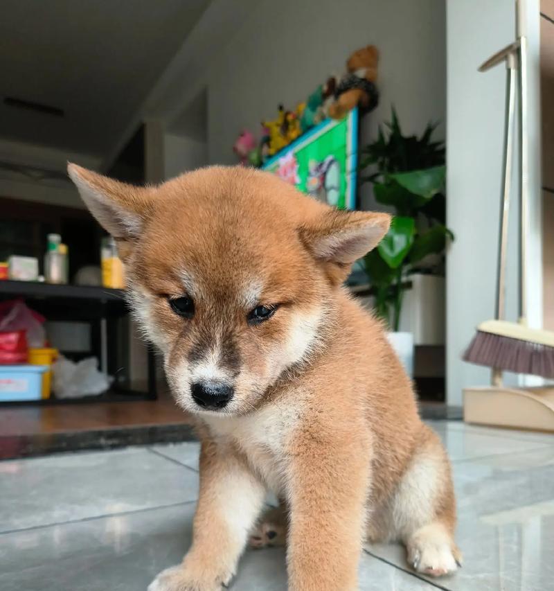 柴犬四个月大，每日喂食量是多少？